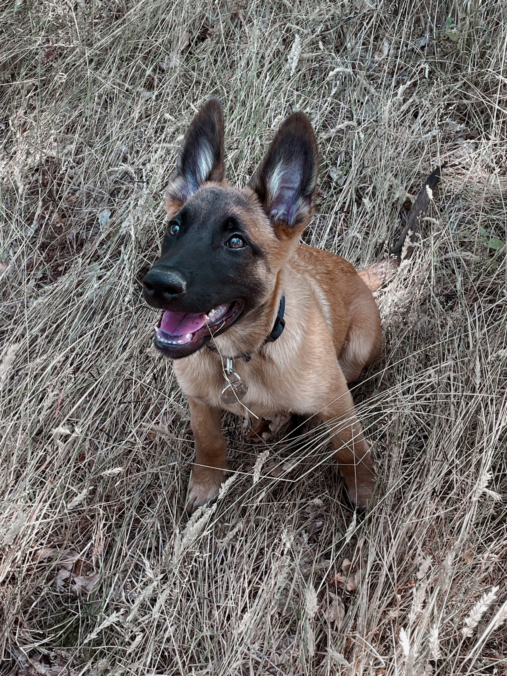 malinois chiot éduqué