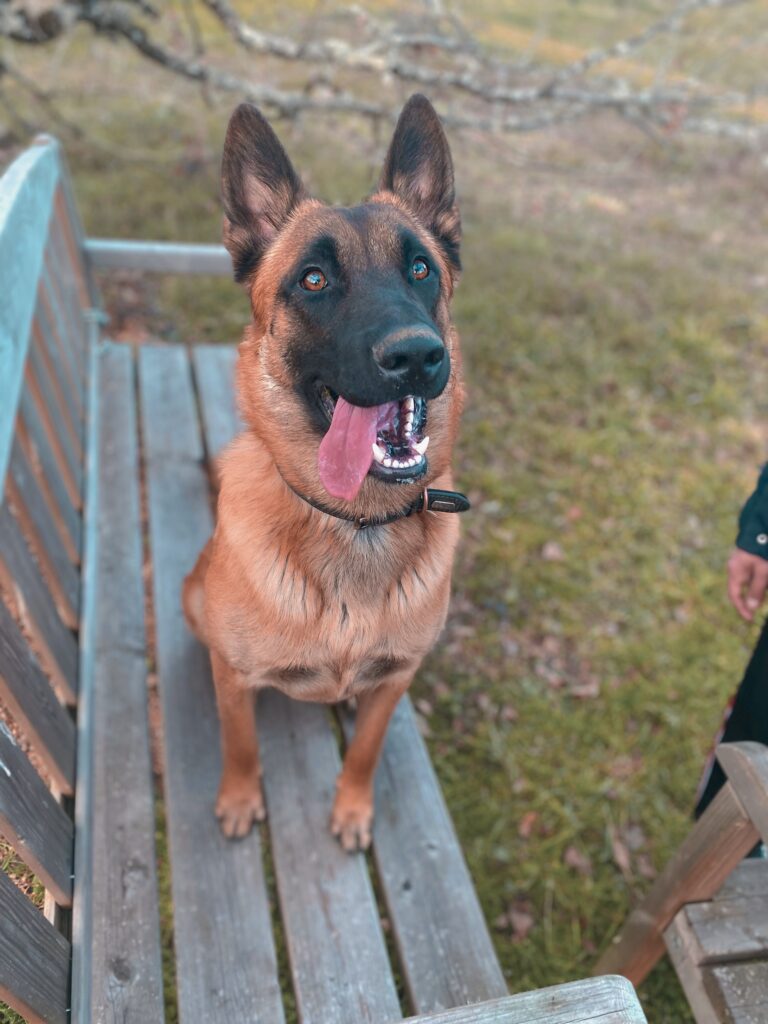 malinois qui sourit