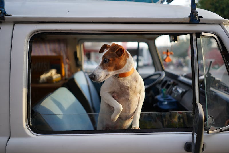 chien en voiture en liberté