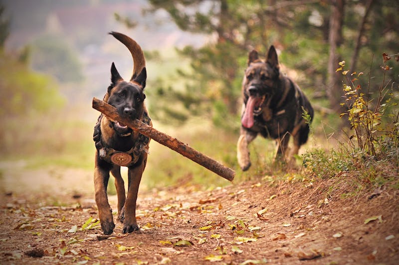 malinois qui joue avec bâton