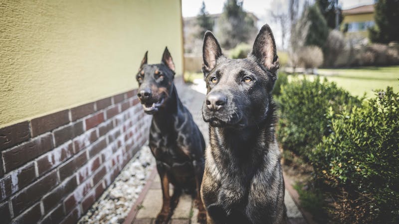 malinois et doberman