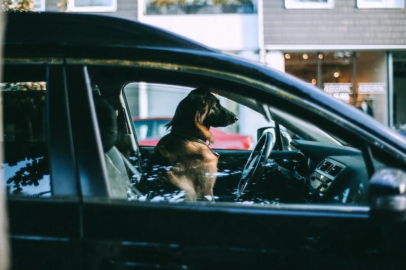 malinois en voiture