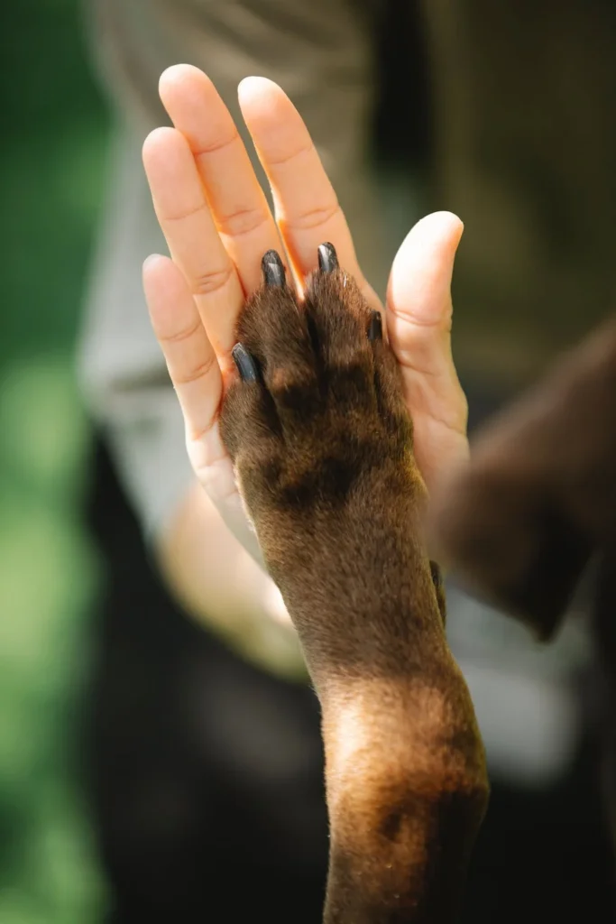 patte de malinois et main d'humain