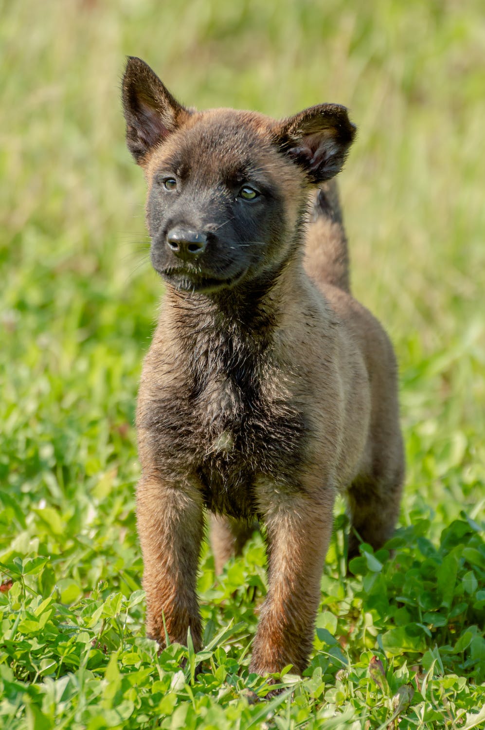 malinois chiot